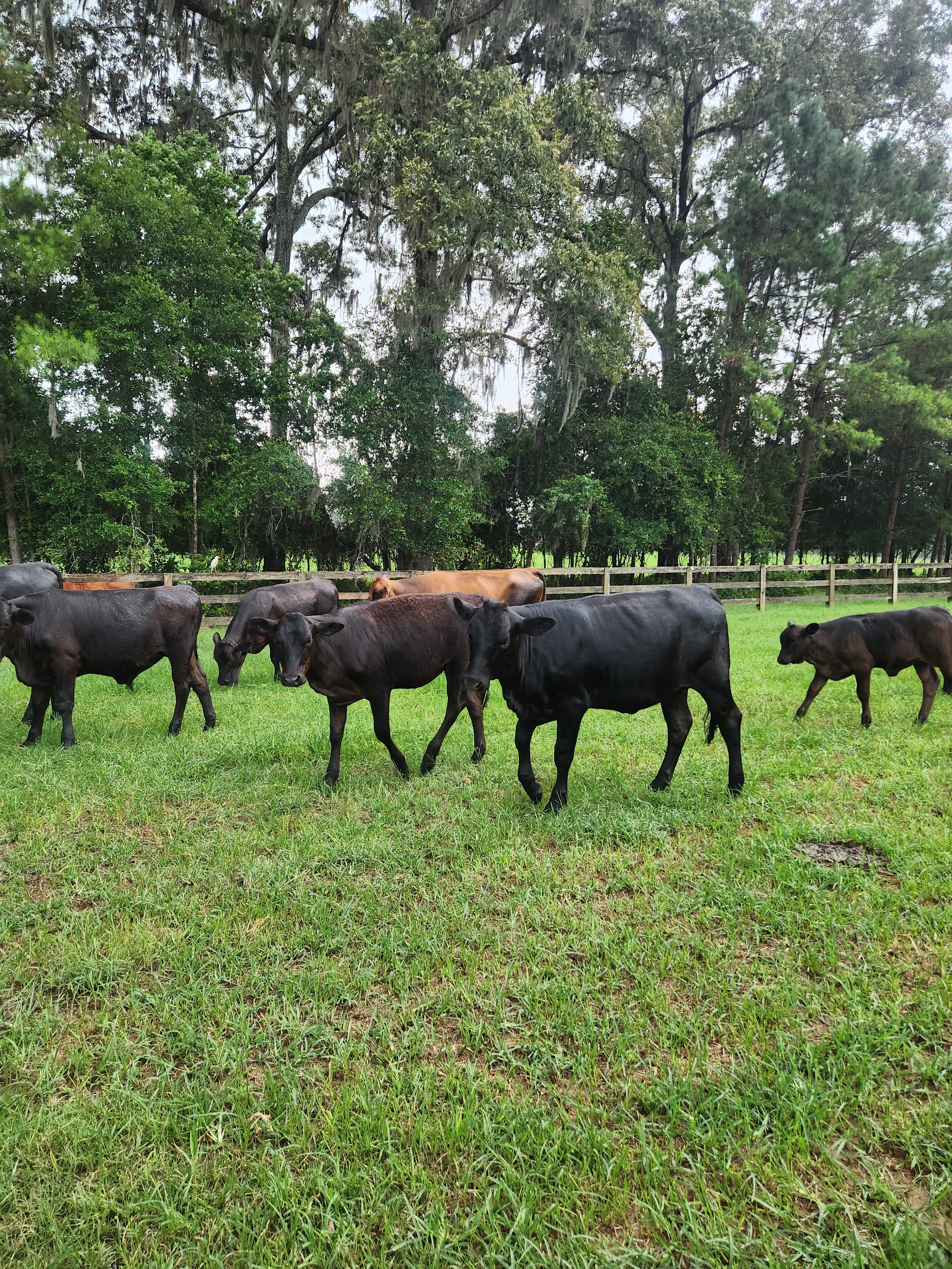 Cattle grazing along a fence line in a green pasture