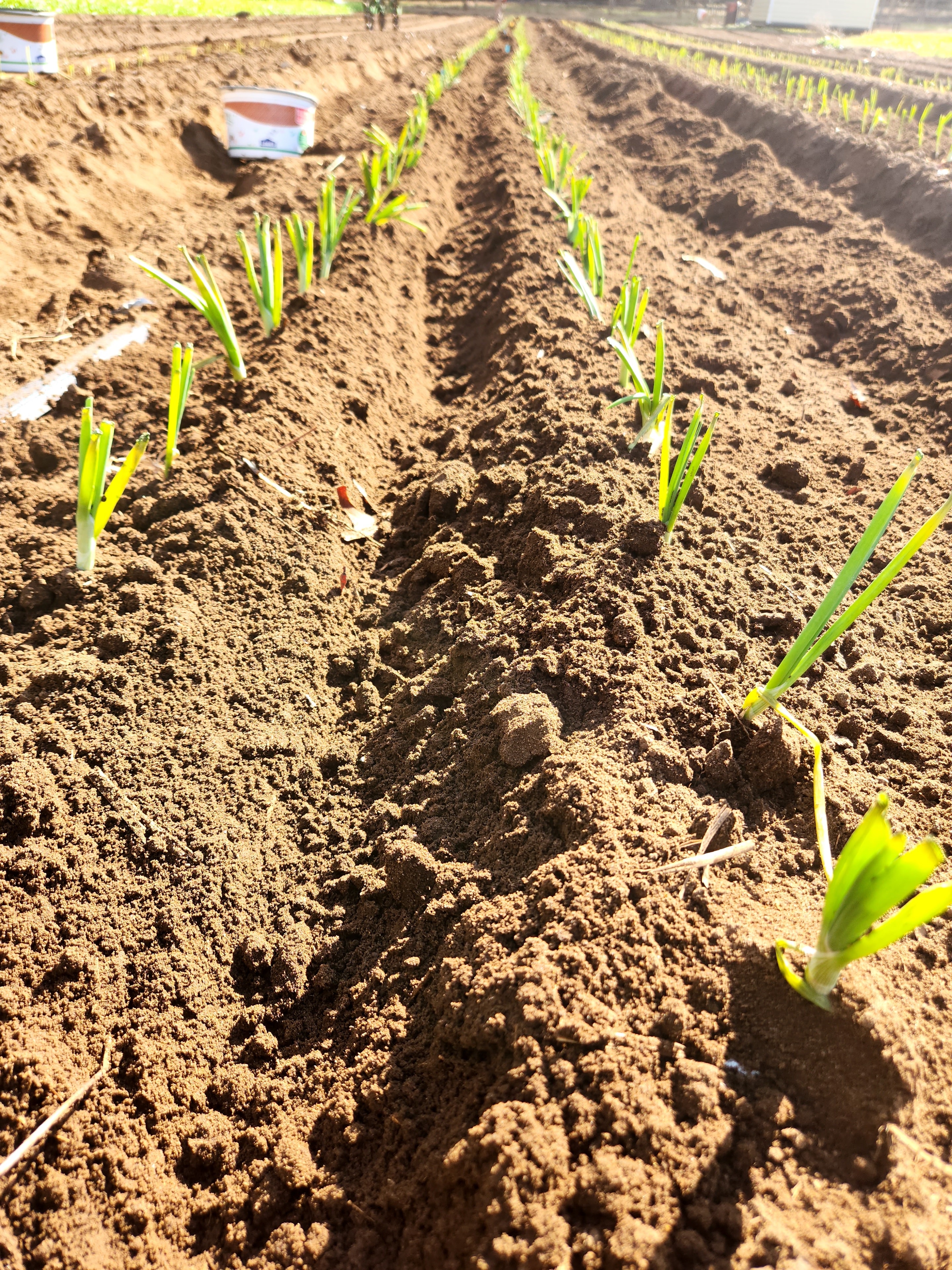 Young onion seedlings emerging from rich dark soil