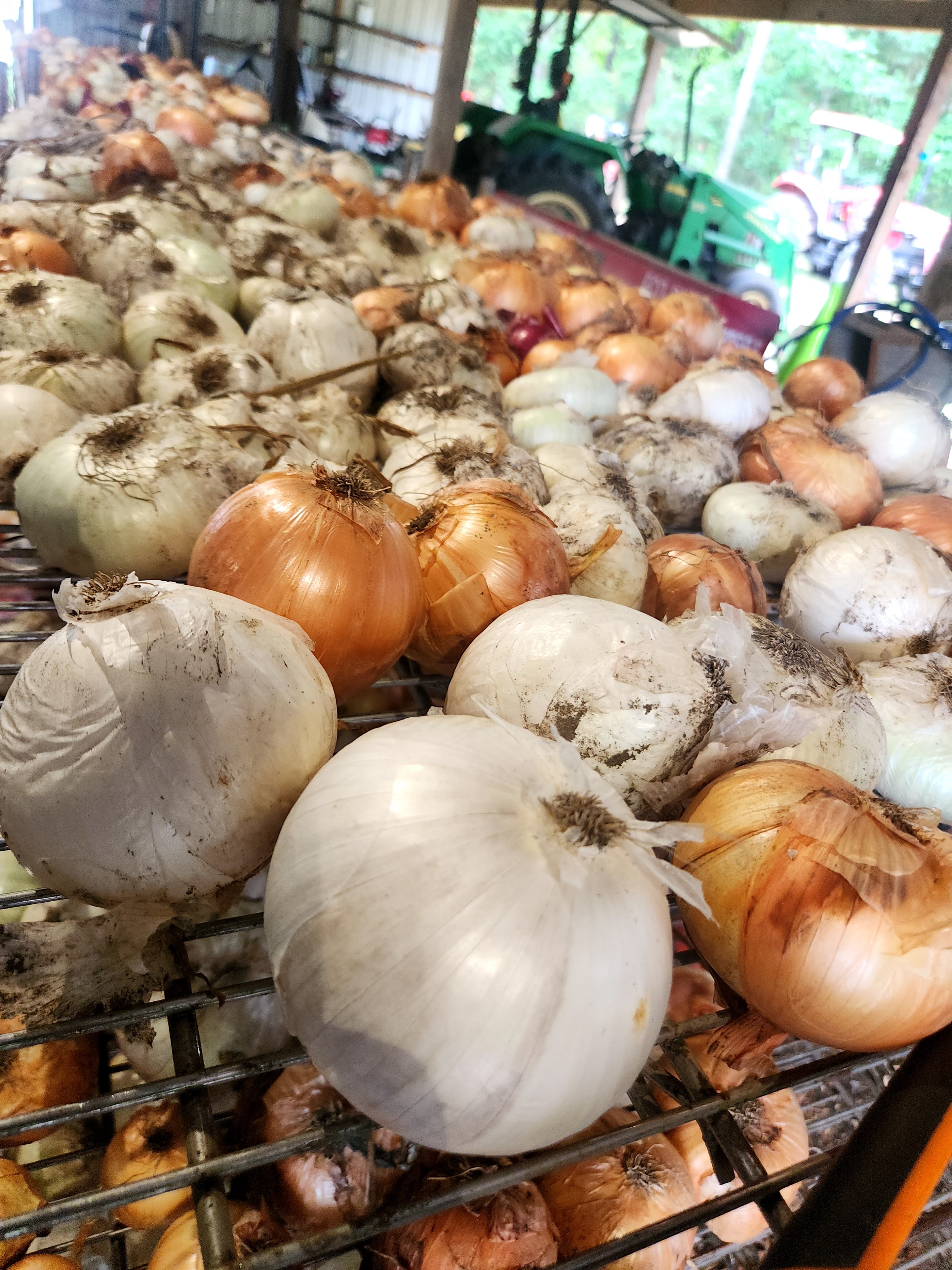 Cured white and yellow onions stacked on a drying rack