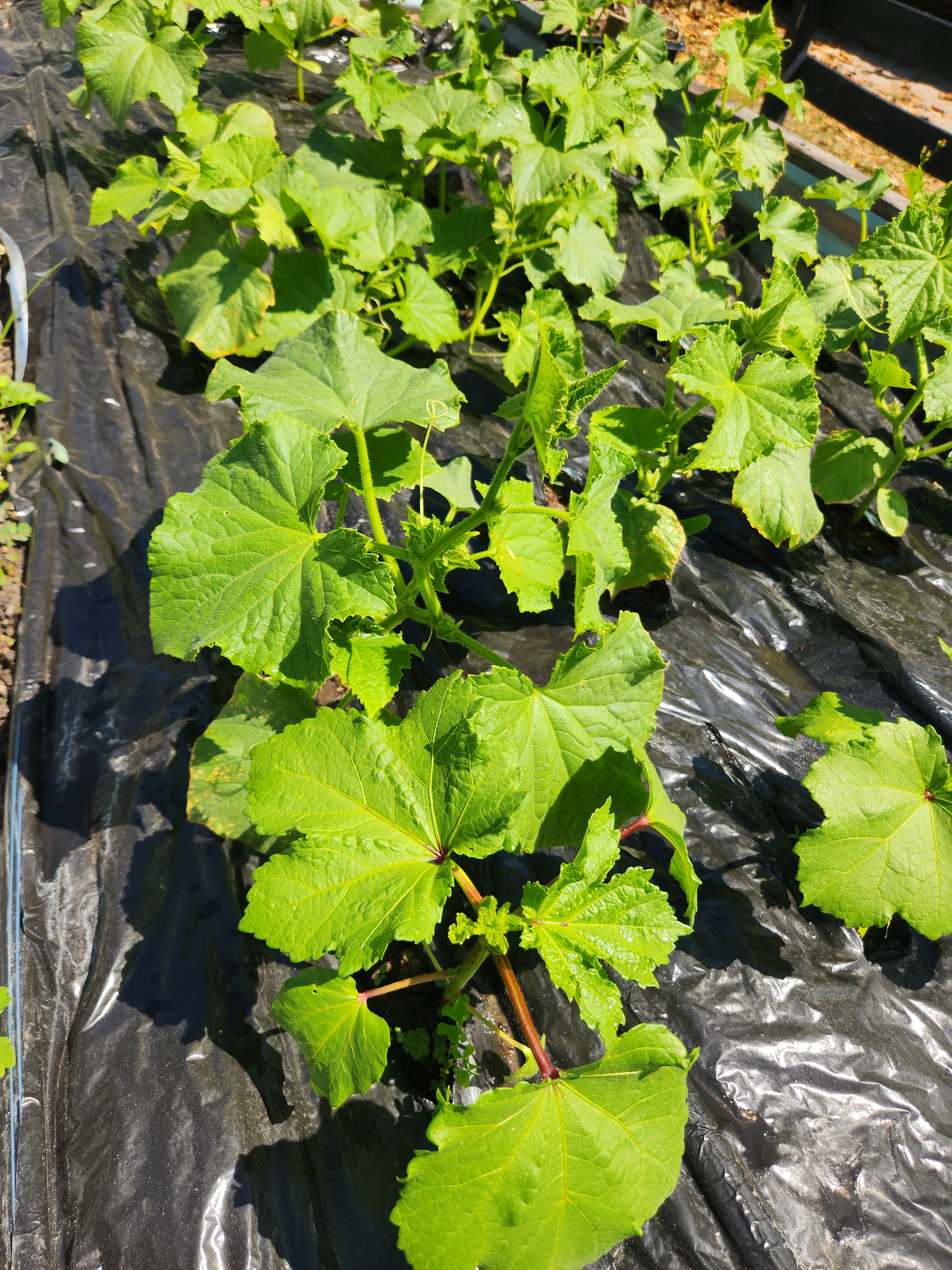 Squash seedlings growing through black plastic mulch
